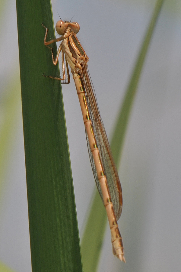 Sympecma fusca?